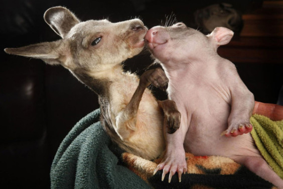 kangaroo-wombat5