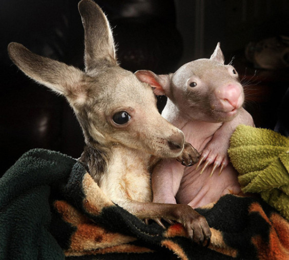 kangaroo-wombat6