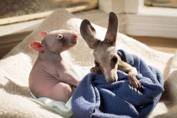 kangaroo-wombat8