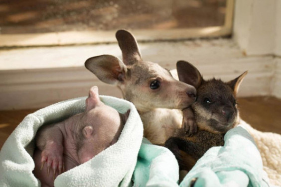 kangaroo-wombat9