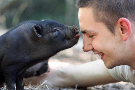 piglet