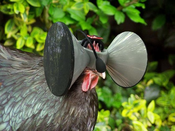 3030597-slide-chickenvr