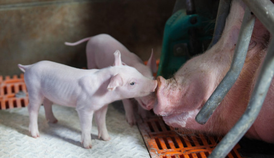 Pig Farming As Russia Bans Pork Imports From The European Union