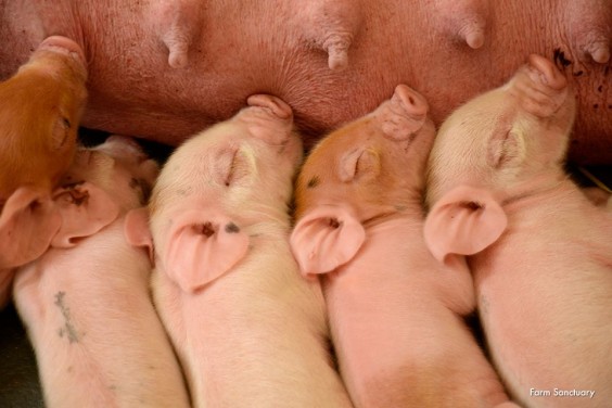Farm-sanctuary-julias-babies2
