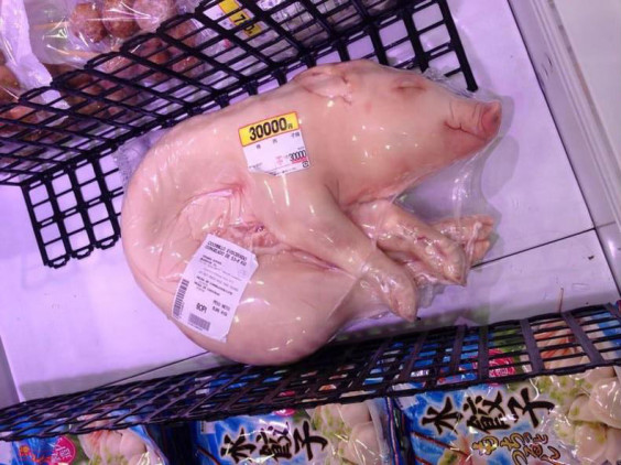 piglet