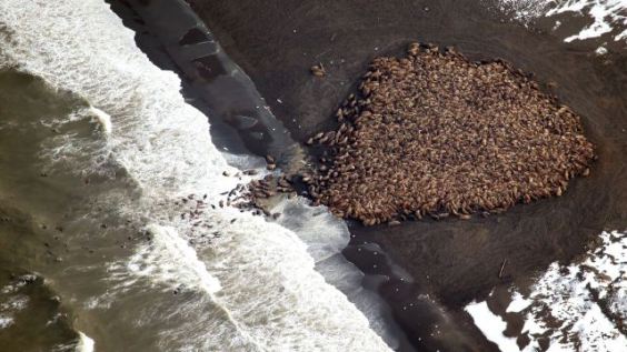 walrus-walruses-alaska-sea-ice-melting-climate-change-global-warming-arctic