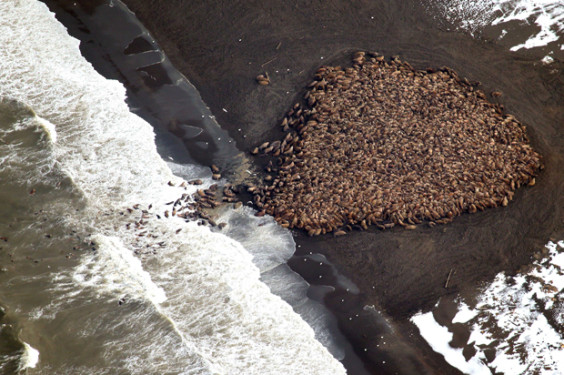 In this aerial photo taken on Sept. 23, 2014 and released by NOAA, some 1500 walrus are gather on the northwest coast of Alaska. Pacific walrus looking for places to rest in the absence of sea ice are coming to shore in record numbers, according to NOAA. (AP Photo/NOAA, Corey Accardo)