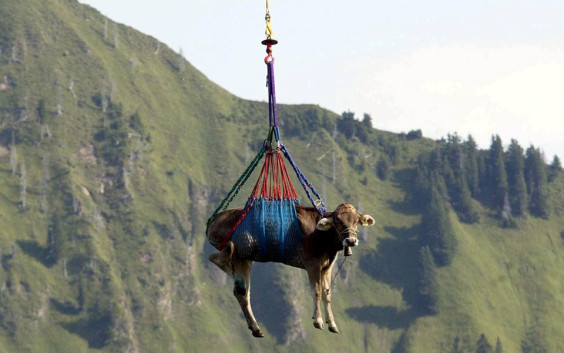 Cow-flying