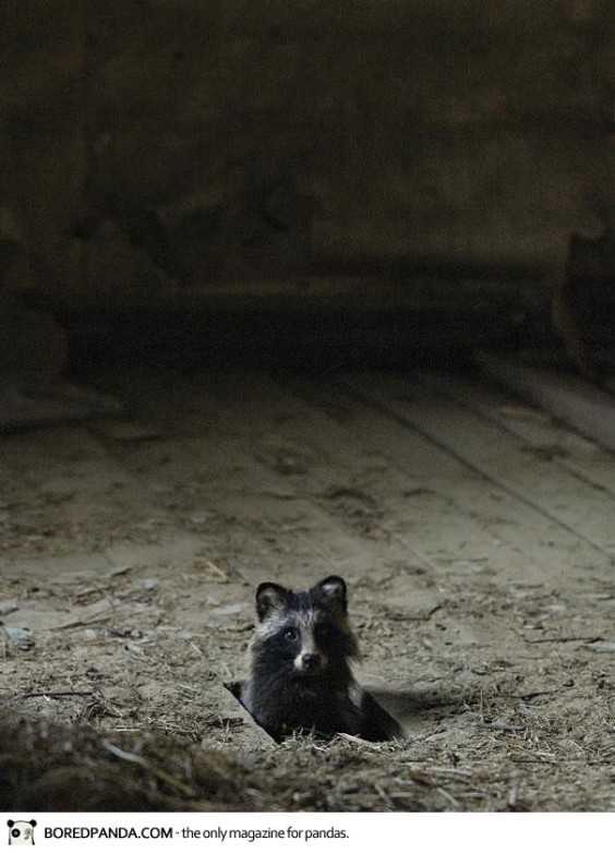 abandoned-house-animals-kai-fagerstrom-17