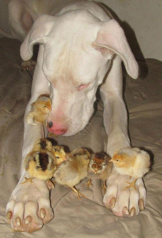 animal-friendship-at-rocky-ridge-refuge-2