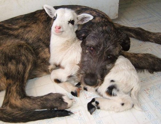 animal-friendship-at-rocky-ridge-refuge-32