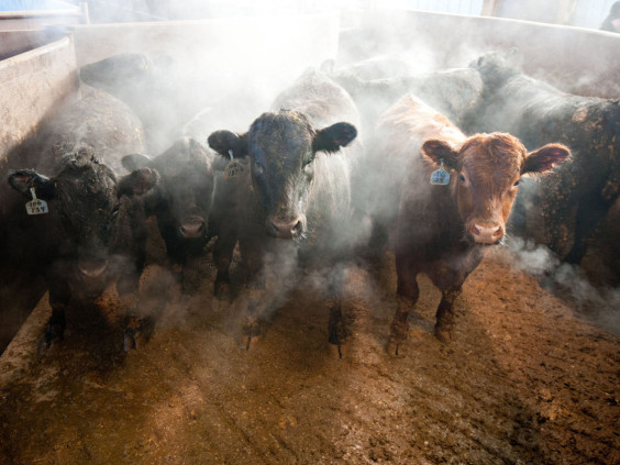 cattle-feedlot-a13b5a5c84152af03b5fb560e38b37ea58bc9ed1-s40-c85