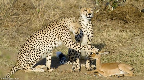 cheetahs
