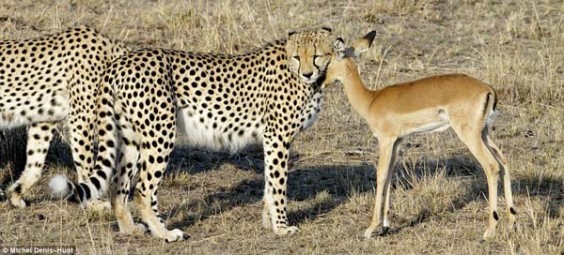 cheetahs2