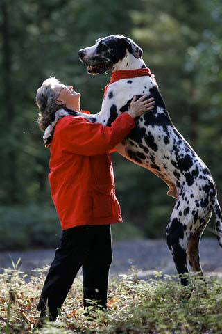 chien.jpg