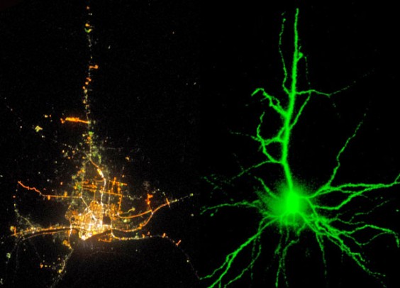 citiesandneurons1