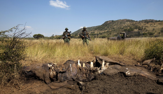 To match Feature AFRICA-POACHING/