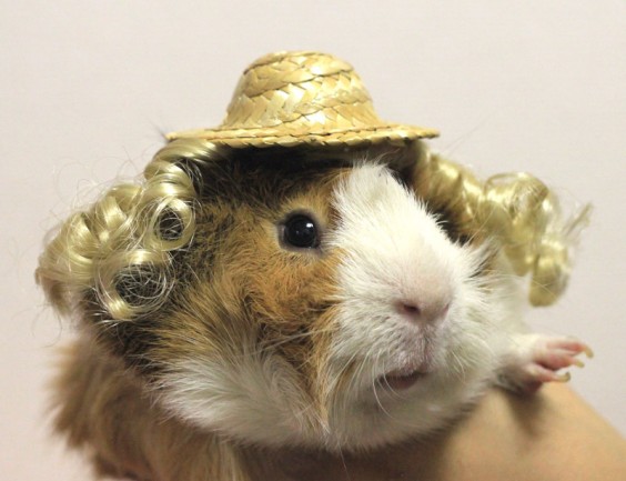 fgpig