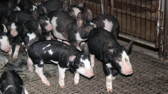 piglets1_wide-f9170336833cf6b7f842da3e29970f48b9868259-s40-c85