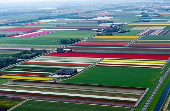 tulips-1