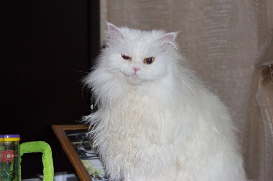 tumblr_mgbaff4pB31qa6z3eo1_1280