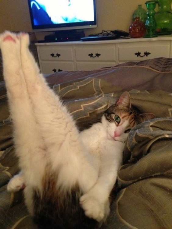tumblr_mifo5wO8Vg1s5ro8ho1_1280