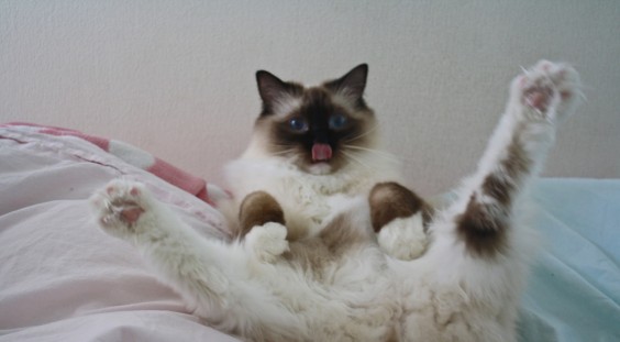 tumblr_mku8p3kaOw1qgh1n7o1_1280