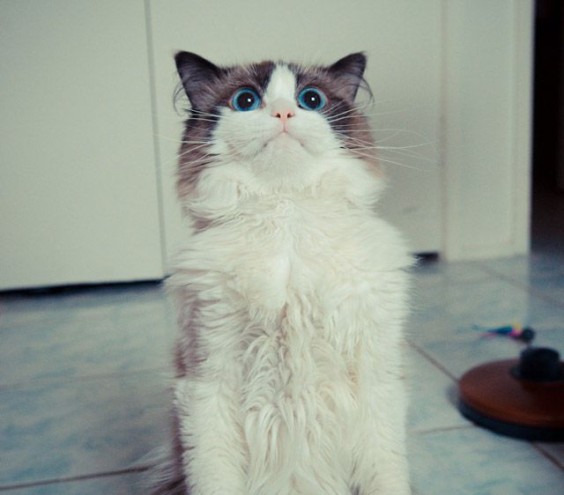 tumblr_mthtbcUfNV1qik1ioo1_1280