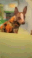 xqG0QP3